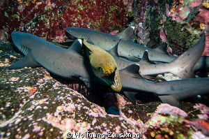 A group of resting whitetips had some really bad company ... by Wolfgang Zwicknagl 